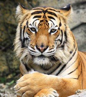 tigre